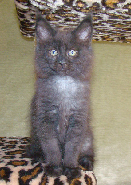     Catsvill County!   !    !       !!!    Catsvill County +7-926-544-74-09     .   ,   ,   ,    ,   ,  ,     ,   -,    ,   !